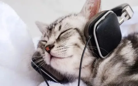 出海品牌Furbulous：智能养宠新趋势，颠覆创新做产品