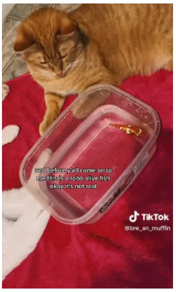 爆款猫玩具走红TikTok，5天播放破千万！