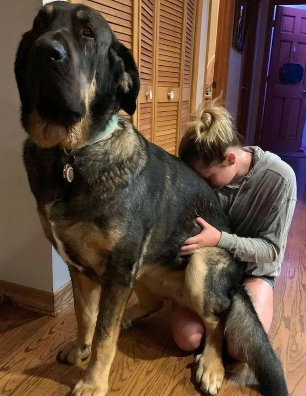 抢在蓝海变红海前，抓住这个45亿宠物取暖赛道｜跨境电商